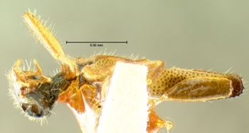 Media type: image;   Entomology 3571 Aspect: habitus ventral view